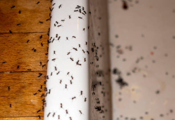 Pest Control Cost in Garden City, ID