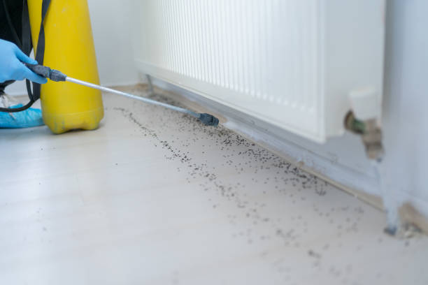 Best Termite Control Services  in Garden City, ID